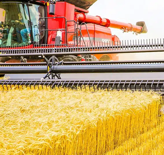 A combine harvester is harvesting grain with heavy equipment in a field