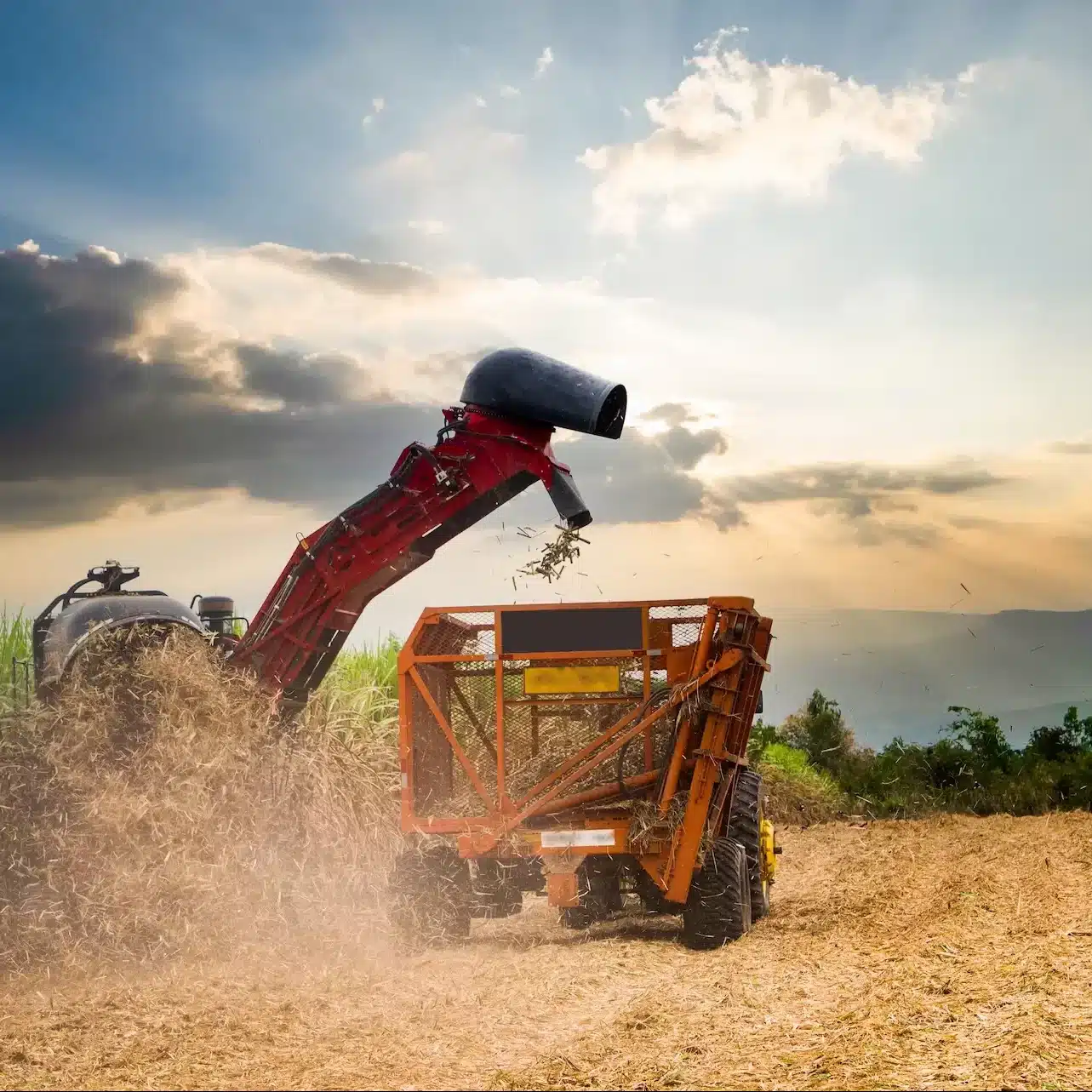 Sugar cane harvesting with chaser bin