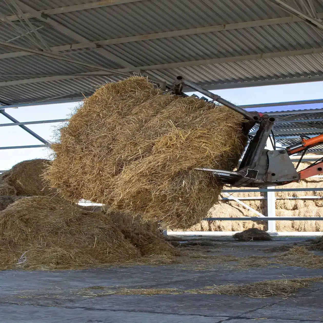A loader with pitch fork attachment lifts a large hay roll to move it from storage