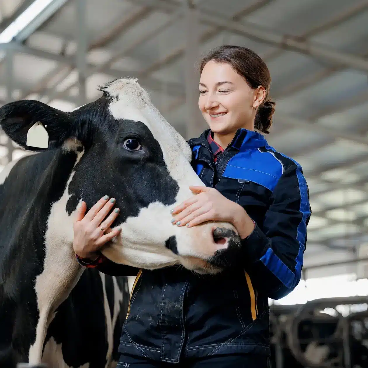 Vet assesses a cow in a farm shed