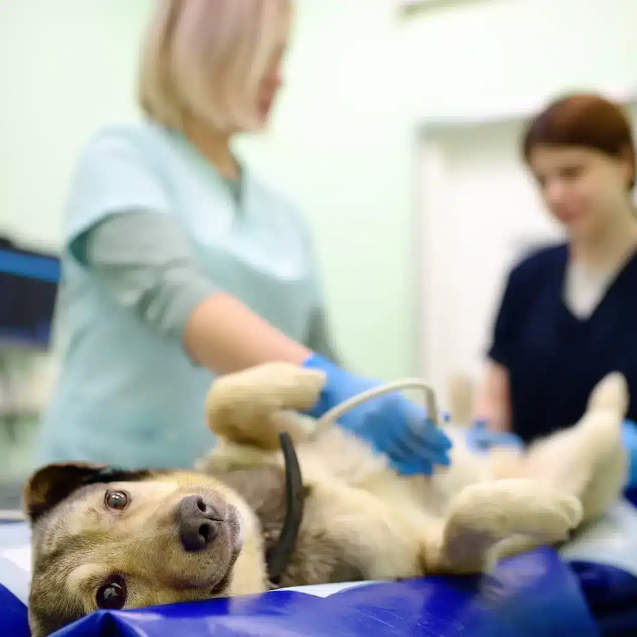 Two vet nurses work on a puppy in a vet surgery