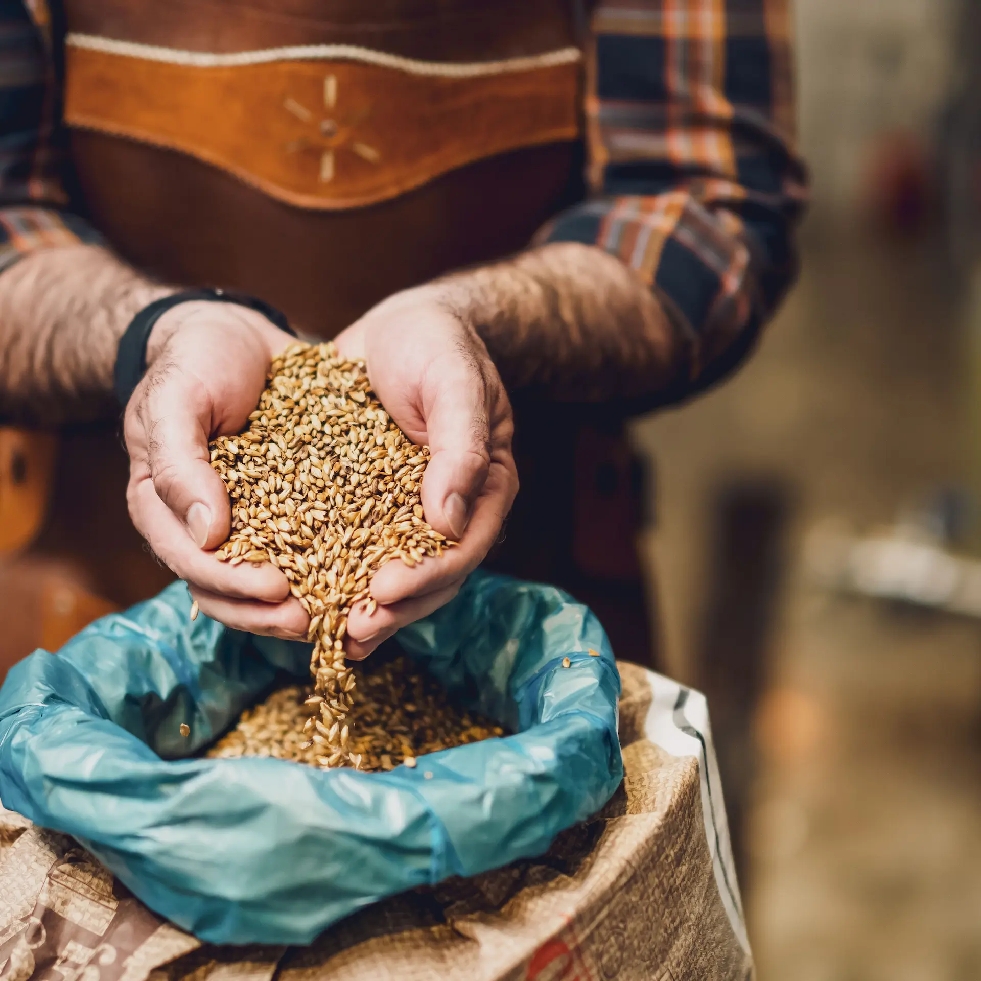 A small brewer is checking the barley he plans to use in the next batch of craft brew.