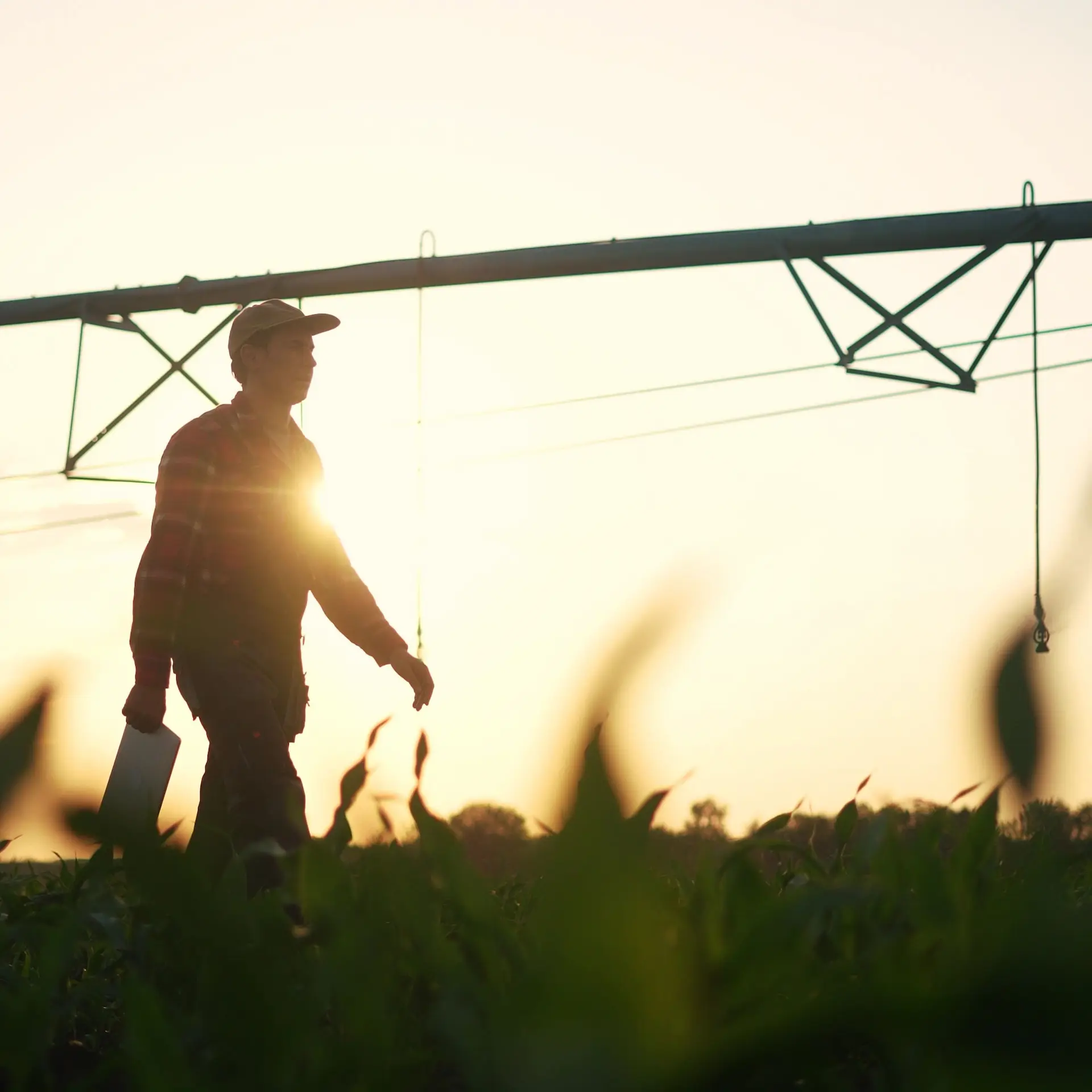 A farmer is walking through his crop early morning checking his irrigation equipment placement before running it for the day.