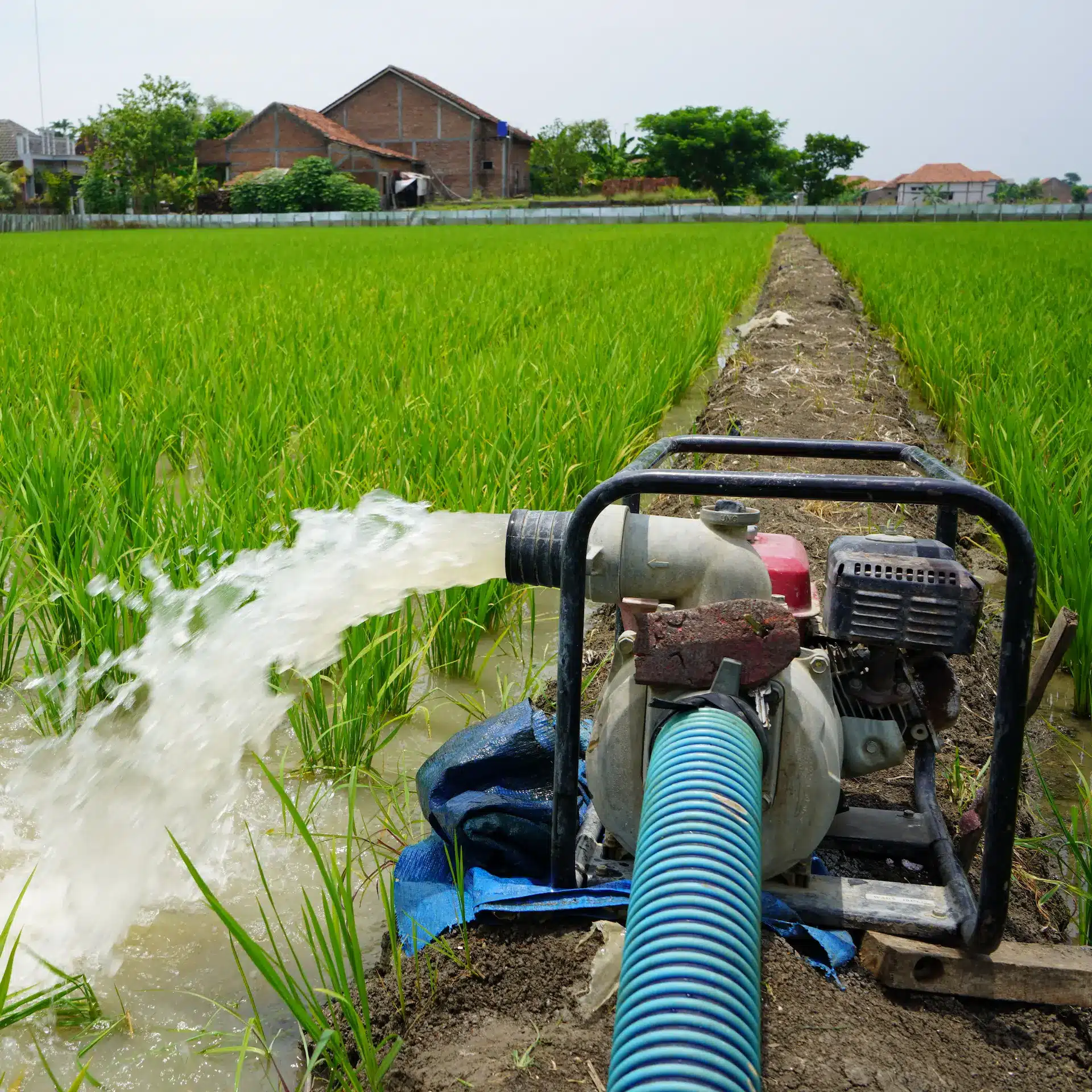 A water pump running to flood irrigate a rice crop.