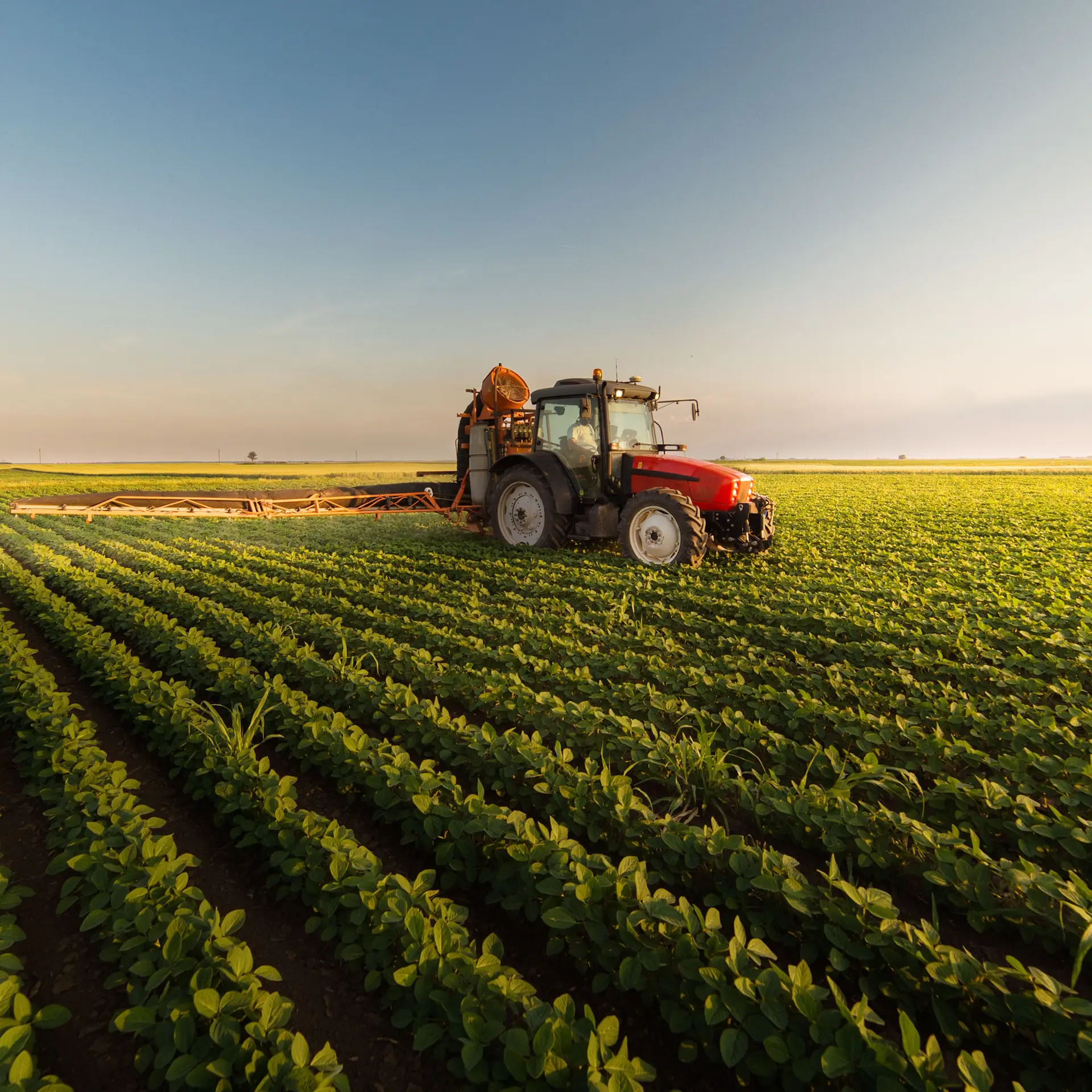 A red tractor with spraying attachment working in a food crop near sunset.