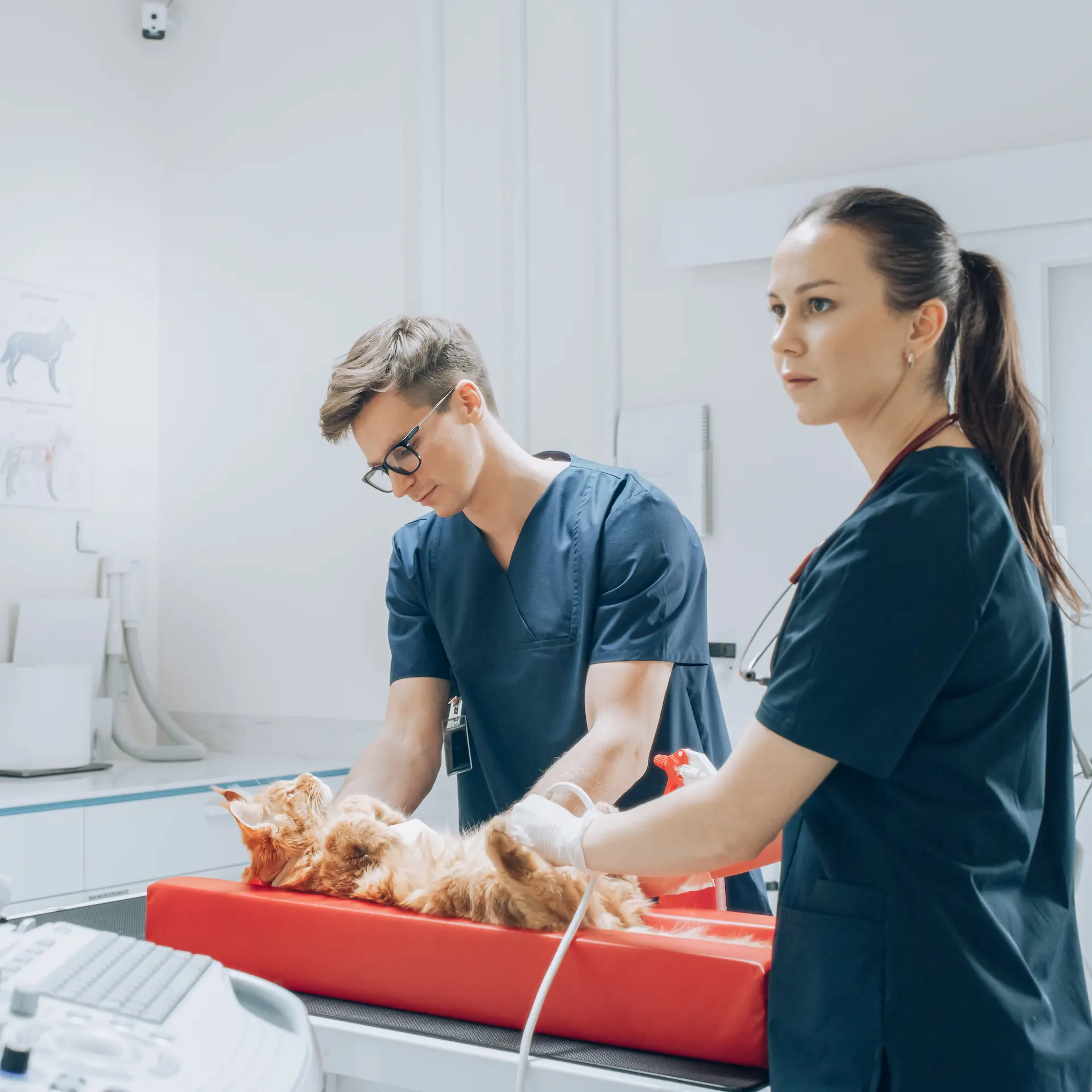 Two vets working on a sedated dog doing a scan of it's abdomen region as part of diagnosis using specialist equipment.