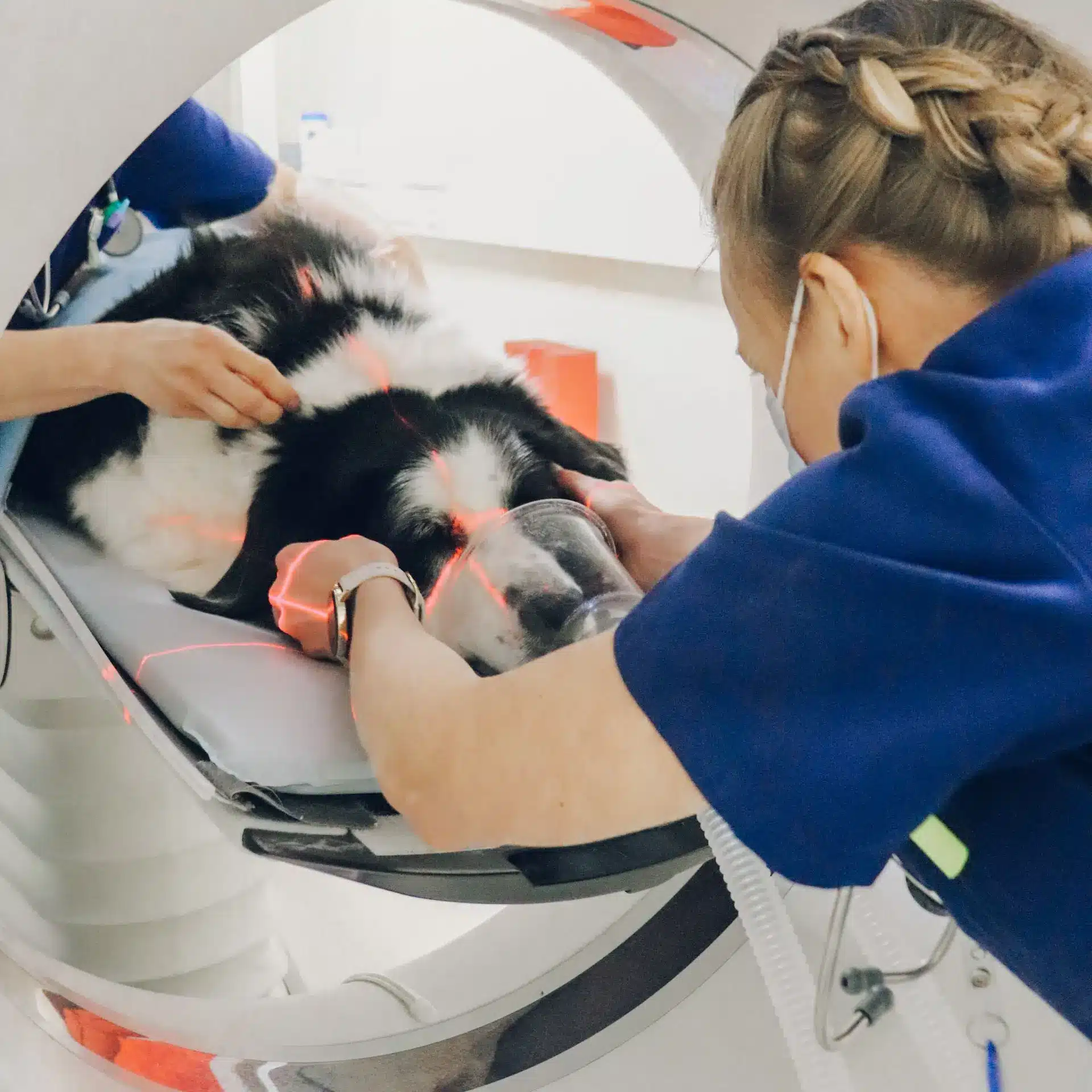 Two vets working on a sedated dog in a scanning machine preparing to scan the dog's head as part of diagnosis using specialist equipment.
